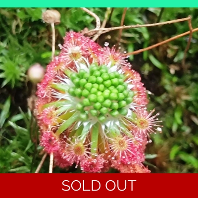 Drosera androsacea, 10+ gemmae